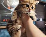 Кошки в Туле: Шотландские золотые котята Разнополые, 17 000 руб. - фото 1