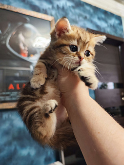 Шотландские золотые котята