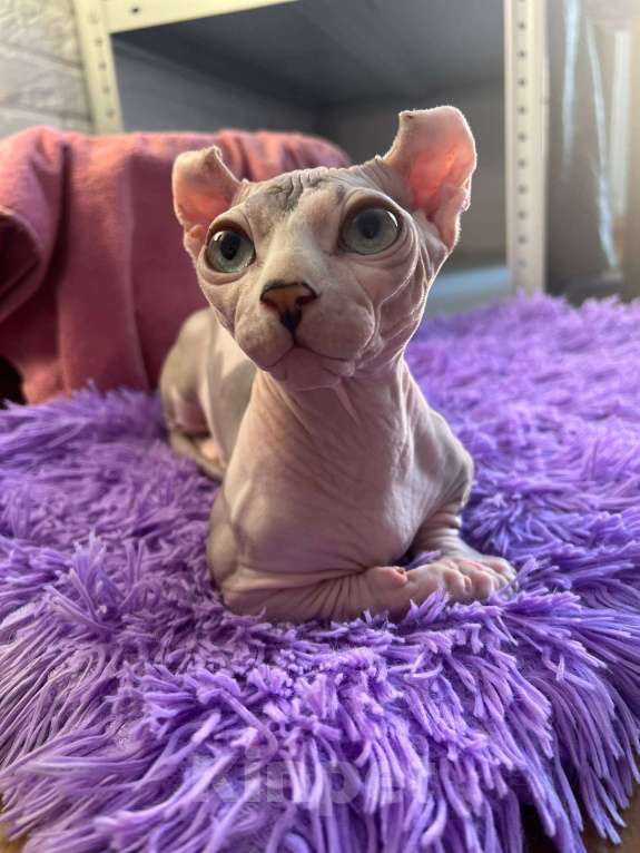 Кошки в Щелково: Котенок двельф (сфинкс) Мальчик, 65 000 руб. - фото 2