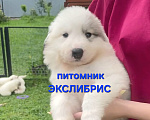 Собаки в Москве: Щенки Пиренейской горной собаки Разнополые, Бесплатно - фото 1