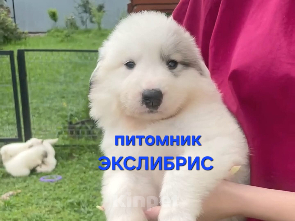 Собаки в Москве: Щенки Пиренейской горной собаки Разнополые, Бесплатно - фото 1