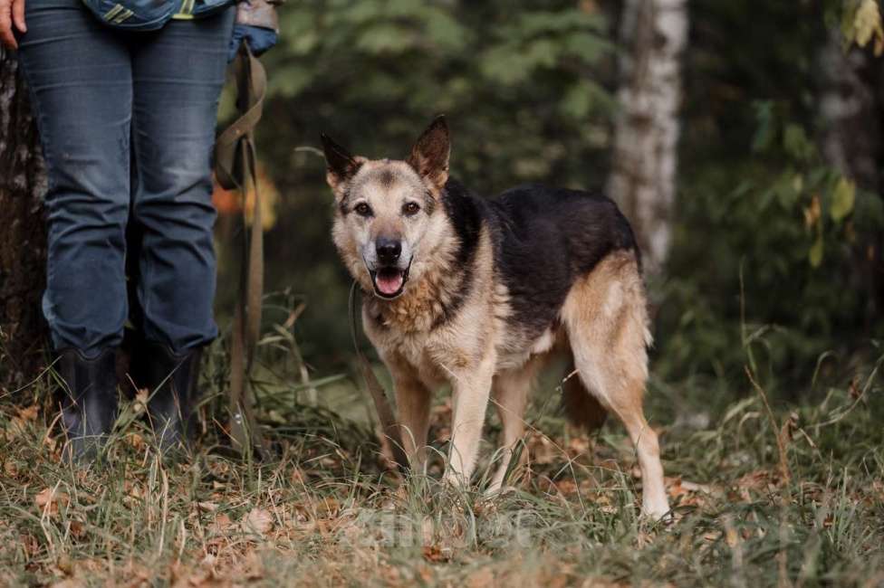 Собаки в Москве: Дик Мальчик, Бесплатно - фото 4