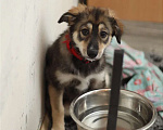 Собаки в Москве: Берта 3 месяца Девочка, 10 руб. - фото 4