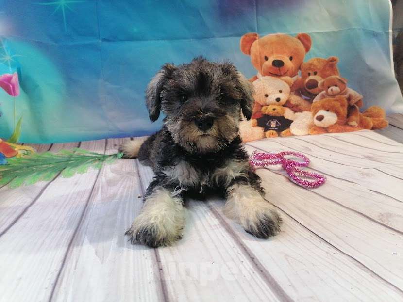 Собаки в Санкт-Петербурге: Цвергшнауцер девочка Девочка, 40 000 руб. - фото 1