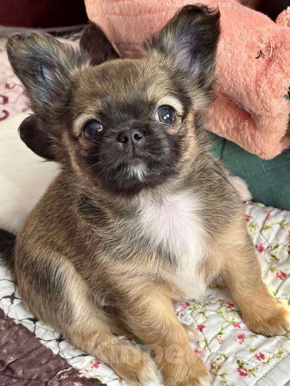 Собаки в Краснодаре: Щенок чихуахуа  Мальчик, 50 000 руб. - фото 1