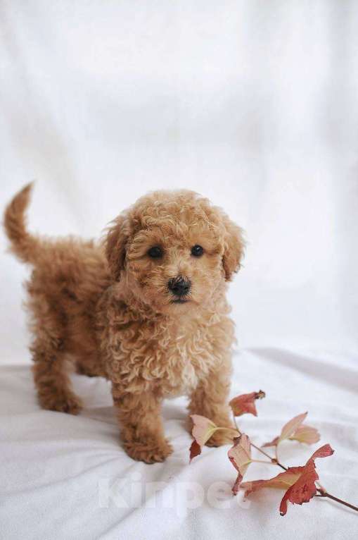 Собаки в Хадыженске: Мальтипу teddy Мальчик, 57 000 руб. - фото 2