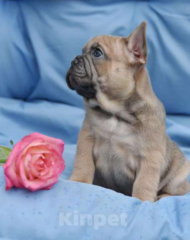 Собаки в других городах Воронежской области: Французский бульдог мальчик  Мальчик, 55 000 руб. - фото 4