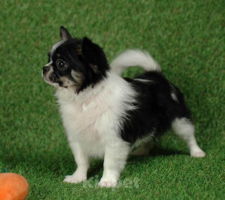 Собаки в Москве: Веселый малыш чихуа Мальчик, 20 000 руб. - фото 5