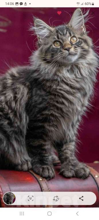 Кошки в других городах Ленинградской области: Котенок в "руковичках" Девочка, 25 000 руб. - фото 3