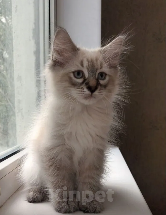 Кошки в Санкт-Петербурге: Невские маскарадные малыши Девочка, 20 000 руб. - фото 5