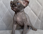 Кошки в Омске: Котенок Эльф Девочка, 50 000 руб. - фото 2