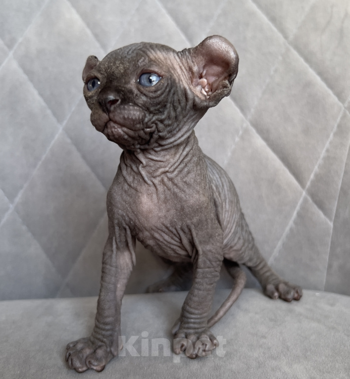 Кошки в Омске: Котенок Эльф Девочка, 50 000 руб. - фото 2