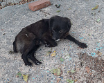 Собаки в Темрюке: Пост шанс для маленькой собачки размером с кошку Девочка, 1 руб. - фото 2