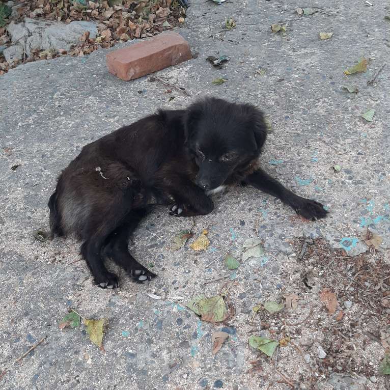 Собаки в Темрюке: Пост шанс для маленькой собачки размером с кошку Девочка, 1 руб. - фото 2