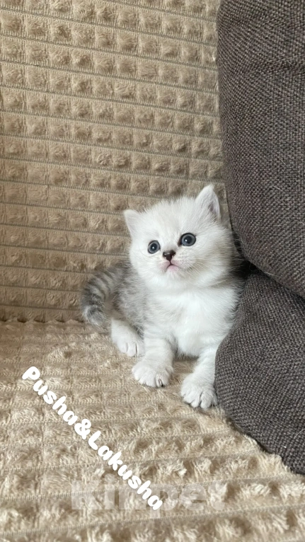 Кошки в Москве: Шотландский прямоухий короткошерстный Девочка, Бесплатно - фото 1