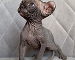 Кошки в Омске: Котенок Эльф Девочка, 50 000 руб. - фото 4