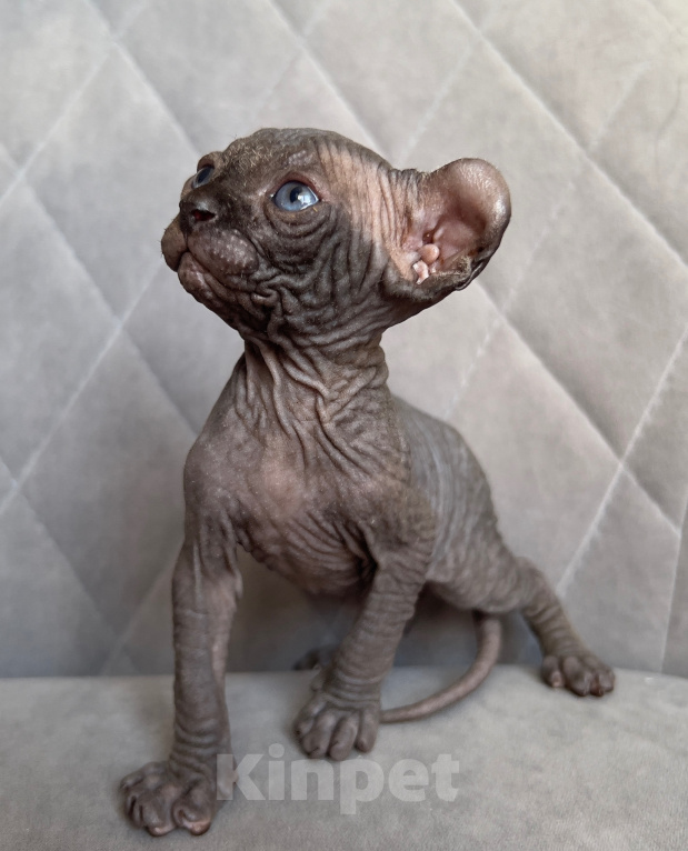 Кошки в Омске: Котенок Эльф Девочка, 50 000 руб. - фото 4