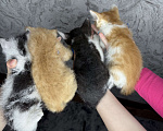 Кошки в Тольятти: Котята  Мальчик, Бесплатно - фото 6