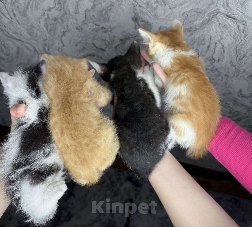 Кошки в Тольятти: Котята  Мальчик, Бесплатно - фото 6