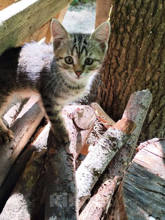 Кошки в других городах Орловской области: Отдам в добрые руки  Девочка, Бесплатно - фото 2