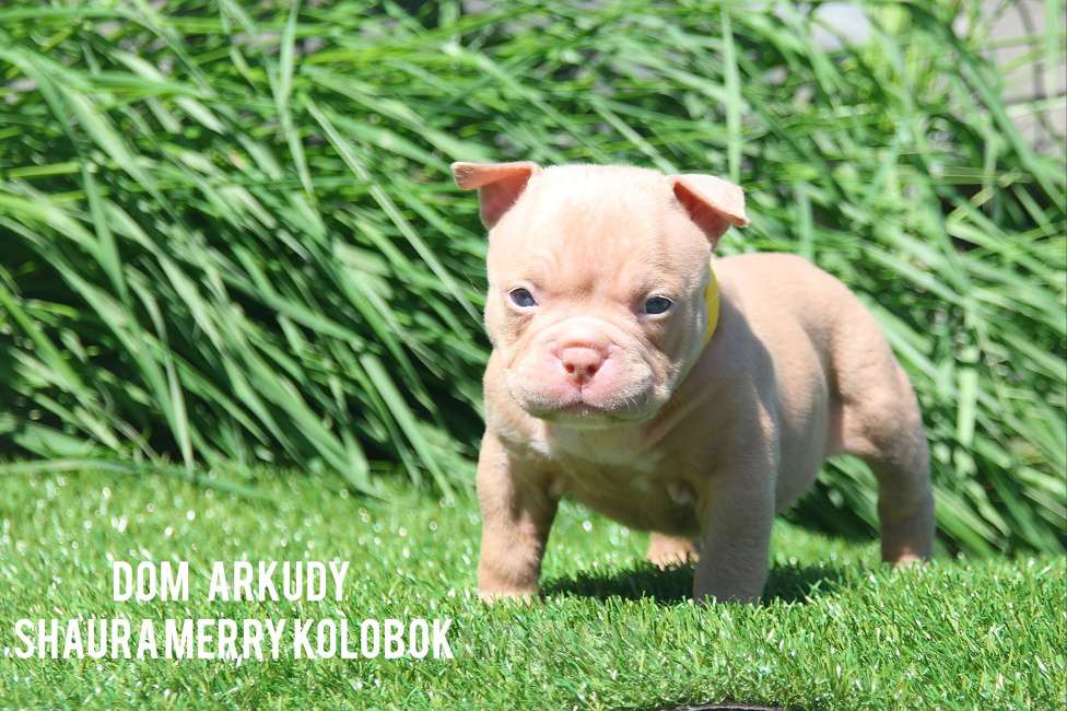 Собаки в Саратове: Очаровательнвя булочка Девочка, 100 000 руб. - фото 2