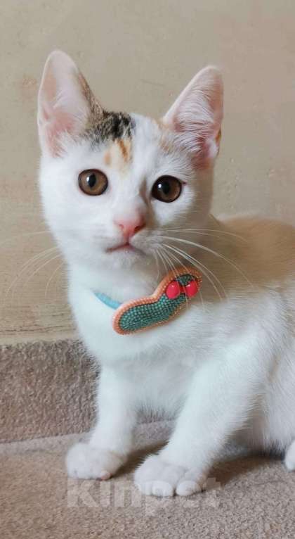 Кошки в Москве: Ласковая 4 мес красавица Белочка в добрые руки Девочка, Бесплатно - фото 2