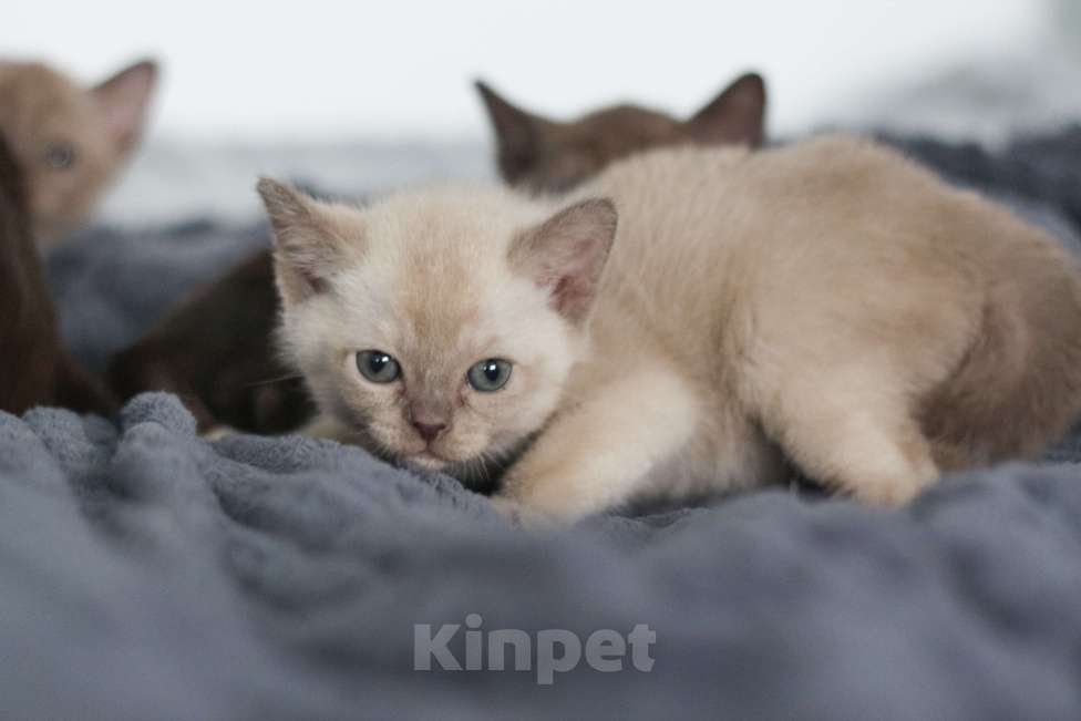 Кошки в Нижнем Новгороде: Европейская бурма, кошечка, шоколадный окрас Девочка, 50 000 руб. - фото 4