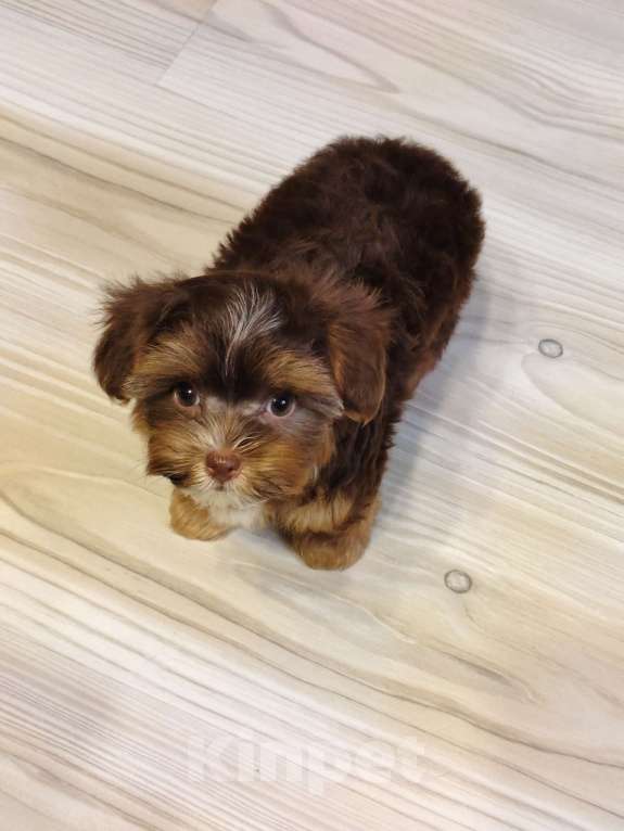 Собаки в Санкт-Петербурге: Орхидея Петербургская Разнополые, 40 000 руб. - фото 4