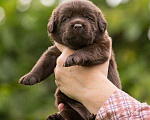 Собаки в Москве: Шоколадный щенок лабрадор, мальчик девочка, РКФ Мальчик, 60 000 руб. - фото 1