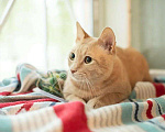 Кошки в Малоархангельске: "Золотой Остап", 55 руб. - фото 10