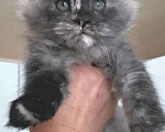 Кошки в Камызяке: Котенок Мейн кун, 25 000 руб. - фото 3