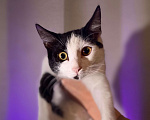 Кошки в Краснодаре: Сонечка ищет верного друга Девочка, Бесплатно - фото 1