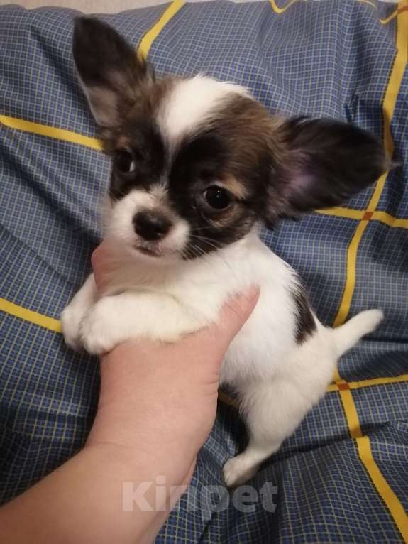 Собаки в Москве: Мальчик, белый с соболем.  Мальчик, 20 руб. - фото 4