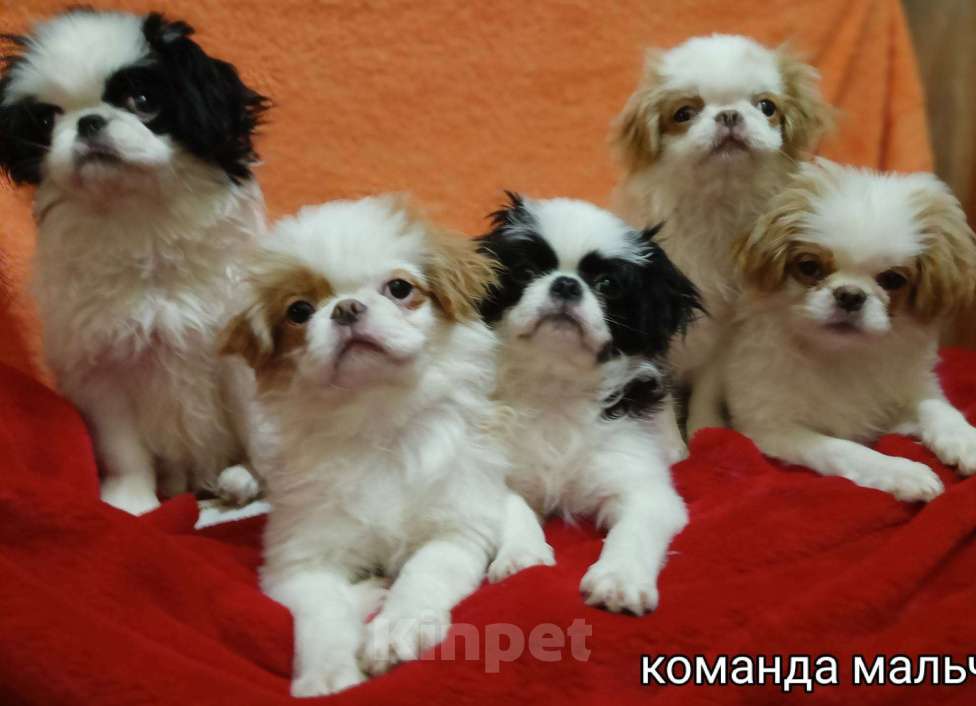 Собаки в Москве: японские хины Мальчик, 20 000 руб. - фото 1