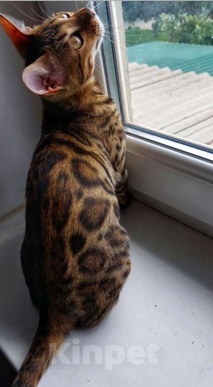 Кошки в Москве: Бенгальские шоу малыши Девочка, Бесплатно - фото 3