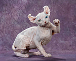 Кошки в Самаре: Котёнок по имени Al’t Мальчик, Бесплатно - фото 3