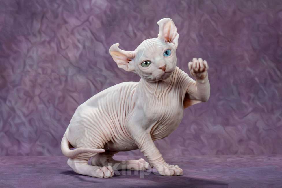 Кошки в Самаре: Котёнок по имени Al’t Мальчик, Бесплатно - фото 3