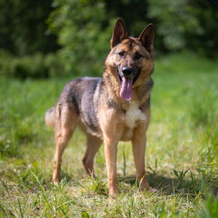 Собаки в Москве: Кай Мальчик, Бесплатно - фото 4