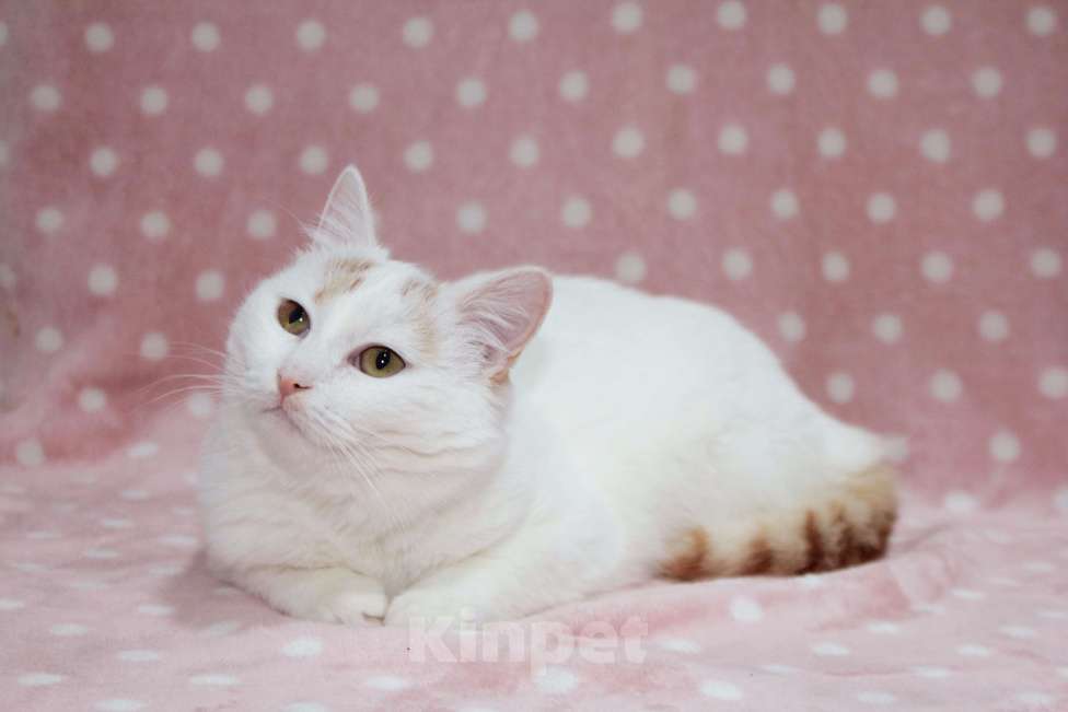 Кошки в Москве: Нежная Мия Девочка, Бесплатно - фото 8