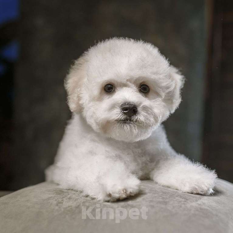 Собаки в Москве: Щенки ищут хозяев  Девочка, 60 000 руб. - фото 3