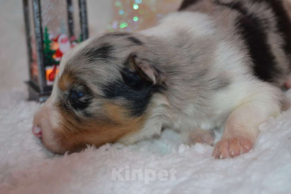 Собаки в Москве: Бордер Колли /редчайший окрас/ Мальчик, 100 000 руб. - фото 1