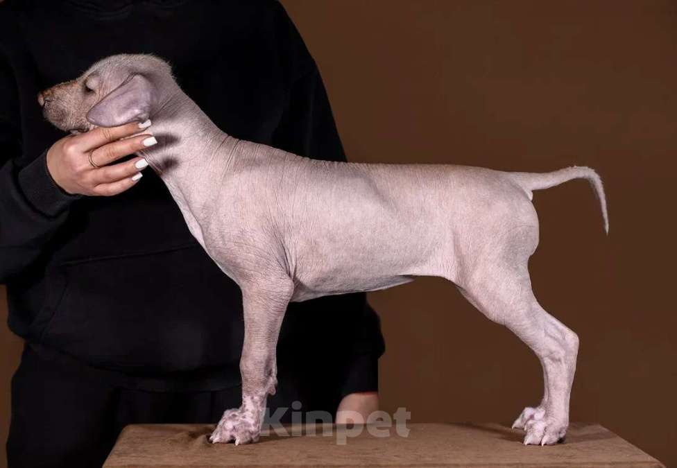 Собаки в Рыбинске: В продаже щенок ксолоитцкуинтли стандартного размера Девочка, 120 000 руб. - фото 2