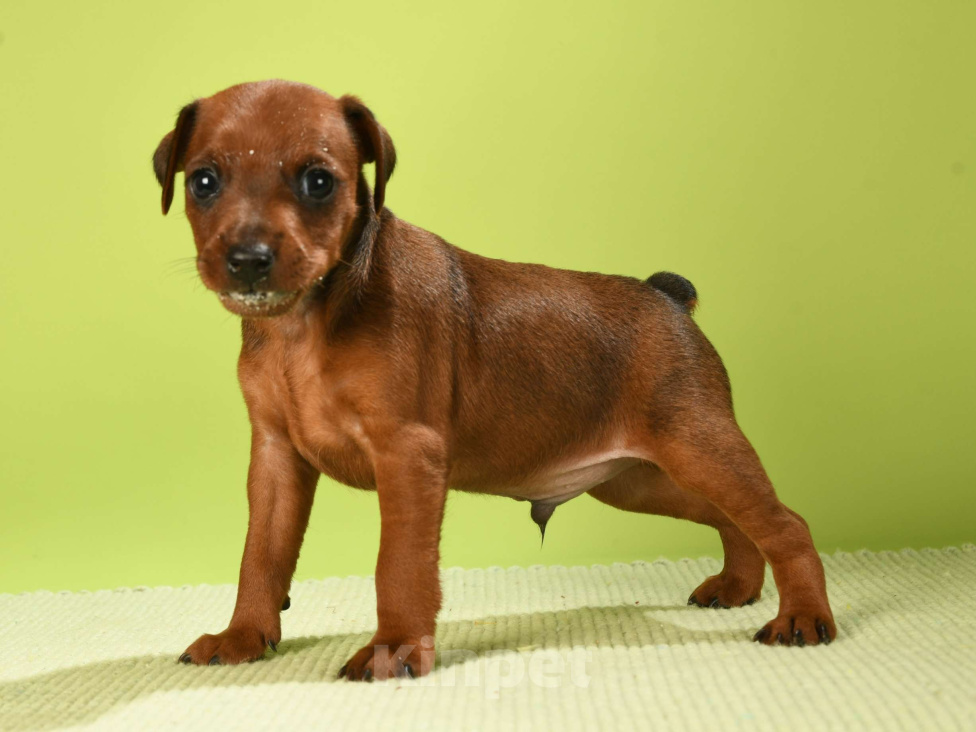 Собаки в Москве: Кобель цвергпинчера Мальчик, 50 000 руб. - фото 2