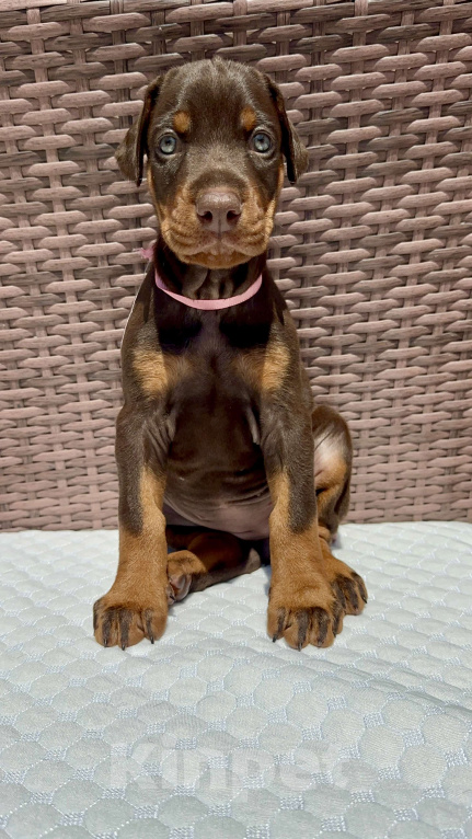 Собаки в Севастополе: Щенки добермана питомник РКФ FCI Мальчик, 80 000 руб. - фото 8