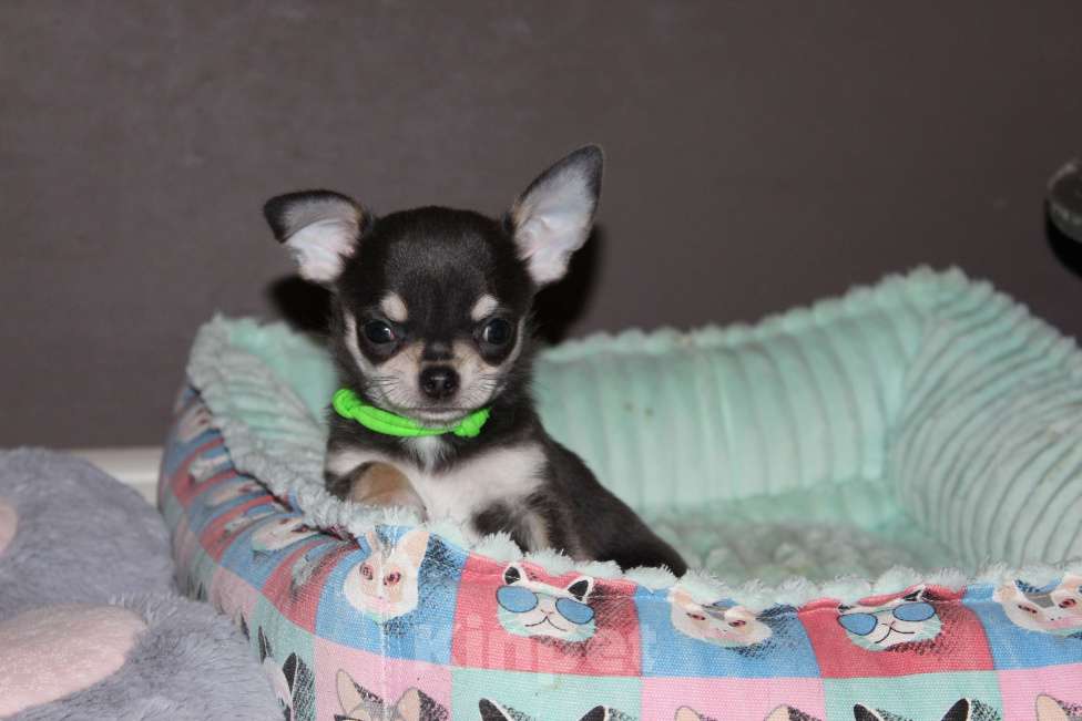 Собаки в Санкт-Петербурге: Шикарный голубой мальчик Мальчик, 50 000 руб. - фото 2