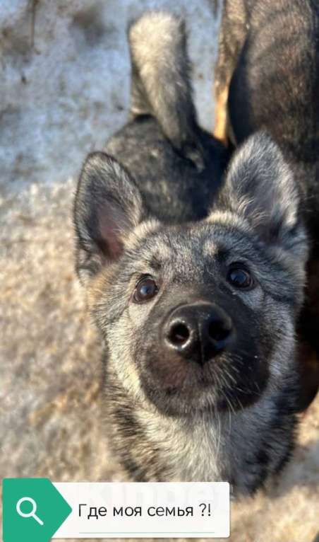 Собаки в Ногинске: Щенок ищет дом Мальчик, Бесплатно - фото 8