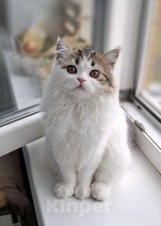 Кошки в Ярославле: Шотландская длинношерстная девочка  Девочка, 35 000 руб. - фото 4