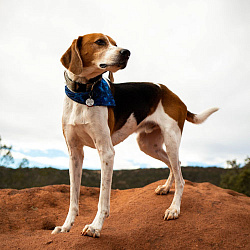 Американский фоксхаунд