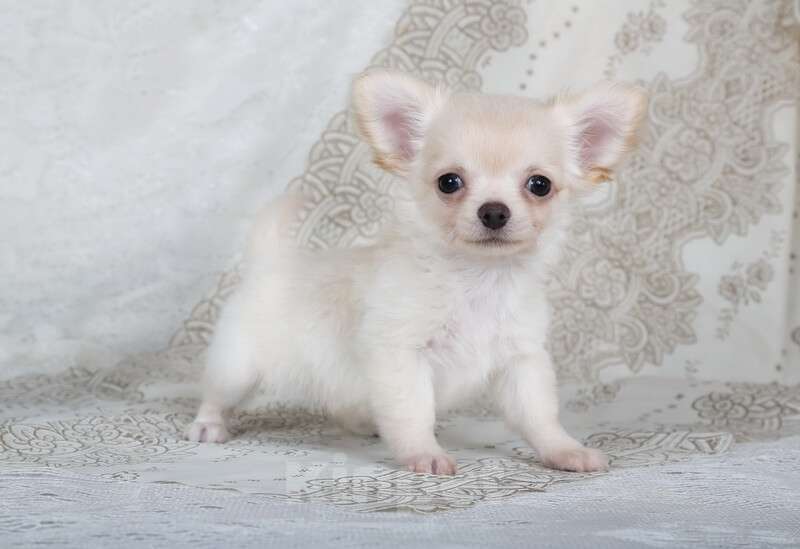 Собаки в Люберцах: Чихуахуа  Мальчик, 37 000 руб. - фото 5