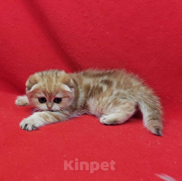 Кошки в Москве: Золотая мраморная малышка Девочка, 45 000 руб. - фото 1